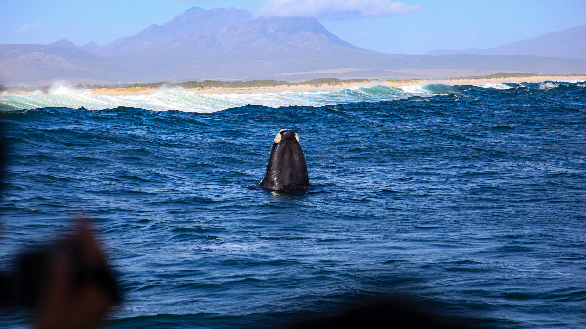Wallwatching in Hermanus